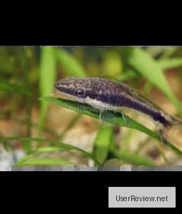 Amano Shrimp (Otocinclus affinis)