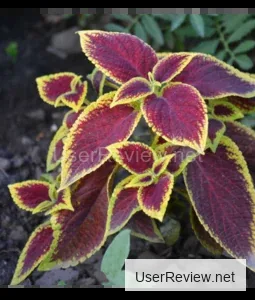 Coleus