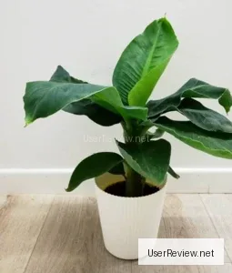 Homegrown Banana (Musa)