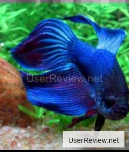 Siamese Fighting Fish (Betta Splendens)