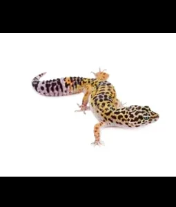 Spotted/Leopard Eublephar Reviews