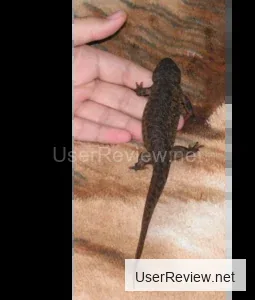 Meet the Spiky Newt: Your Home Dragon