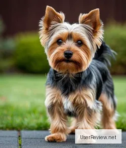 Yorkshire Terrier / Yorkie