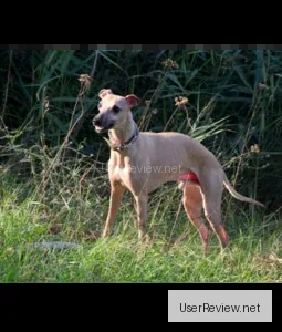 Whippet (Small English Greyhound)