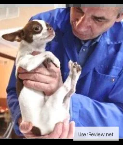 Kiseleva Veteriner Kliniği, St. Petersburg