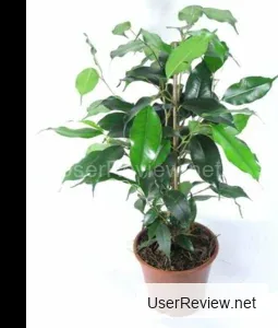 Benjamin Daniel Ficus
